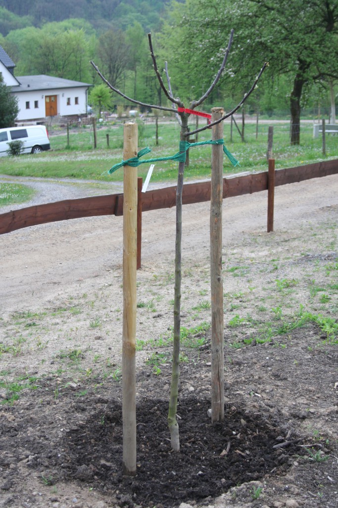 Obstbaum-pflanzen